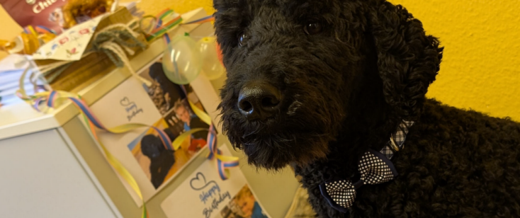 Kollege auf vier Pfoten